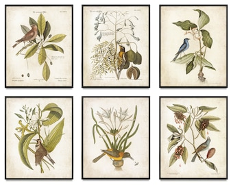 Vintage Bird and Botanical Art Prints, Bird Wall Art, Bird Prints ...