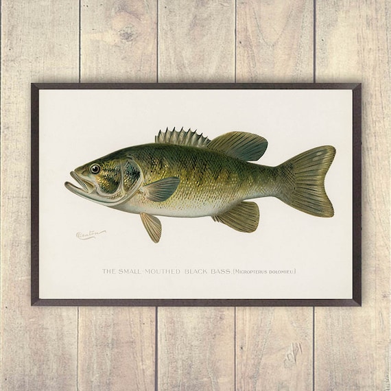 Bass Art Print, Vintage Small Mouthed Bass Art Print, Fisherman Prints, Log  Home Prints, Freshwater Fishing Art, Outdoorsman Decor -  UK