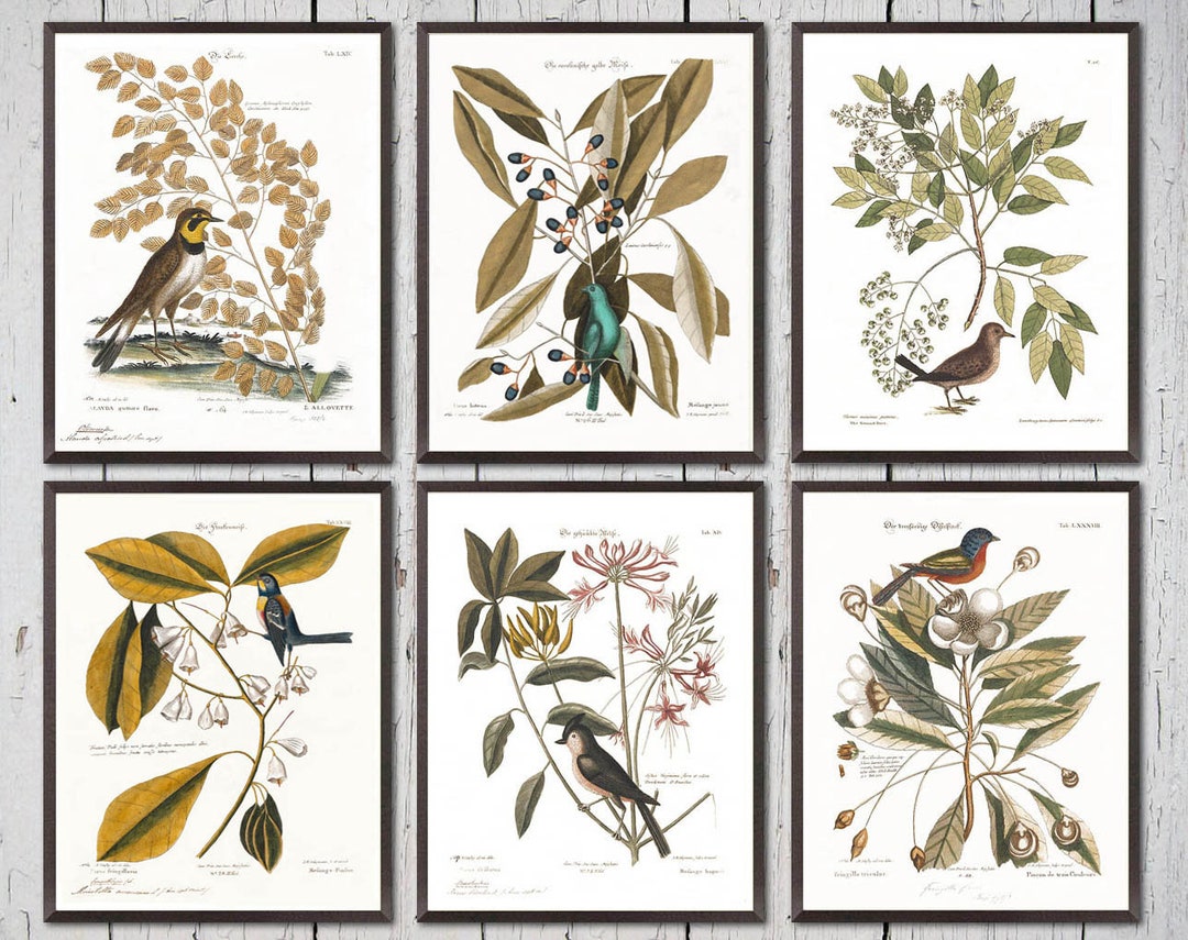 Vintage Bird Botanical Print Set of 6 Bird Prints Botanical - Etsy