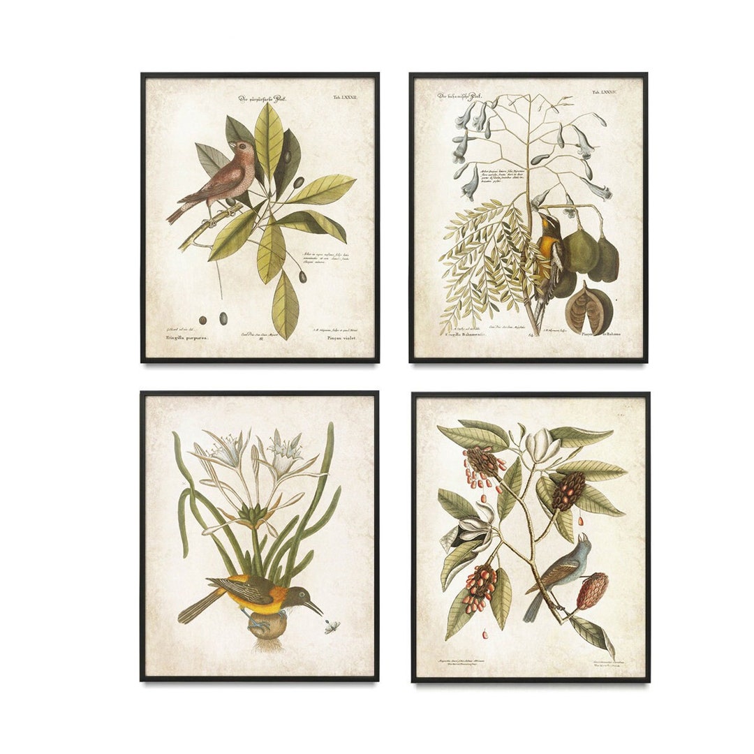 Vintage Bird and Botanical Art Prints, Bird Wall Art, Bird Prints