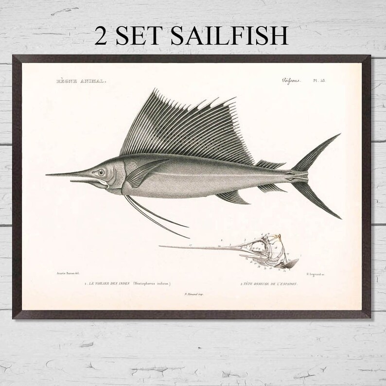 Marlin posters beach cottage decor coastal decor 2 Sailfish prints Vintage saltwater game fish prints print sets home decor