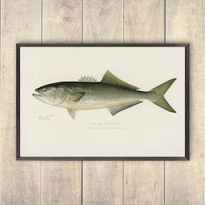 Pode incluir: Uma ilustração vintage de um peixe azul, também conhecido como Pomatomus saltatrix, em uma moldura marrom. O peixe é retratado em um estilo realista com escamas e barbatanas detalhadas.