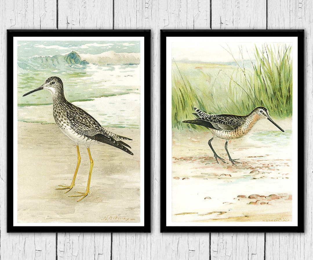 Vintage Shorebirds Art Print Set, Coastal Cottage Decor - Etsy