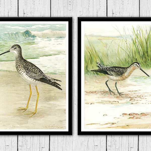 Coastal Bird Art 2 Set, Vintage Shorebirds Art Print, Beach Cottage Prints, Ocean, Sandpiper Wall Art, Coastal decor Prints, Beach home