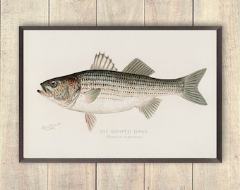 Gestreepte baars-kunstprint, vintage gestreepte baars-kunstprint, visserafdrukken, gestreepte zeeviskunst, kunst van de buitenmens