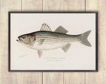 Striped Bass art print, Vintage Striped Bass Art Print, fisherman Prints, Striper salt water fishing art, outdoorsman decor