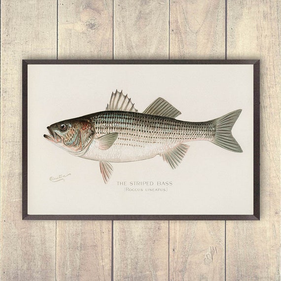 Striped Bass art print, Vintage Striped Bass Art Print, fisherman Prints, Striper salt water fishing art, outdoorsman decor