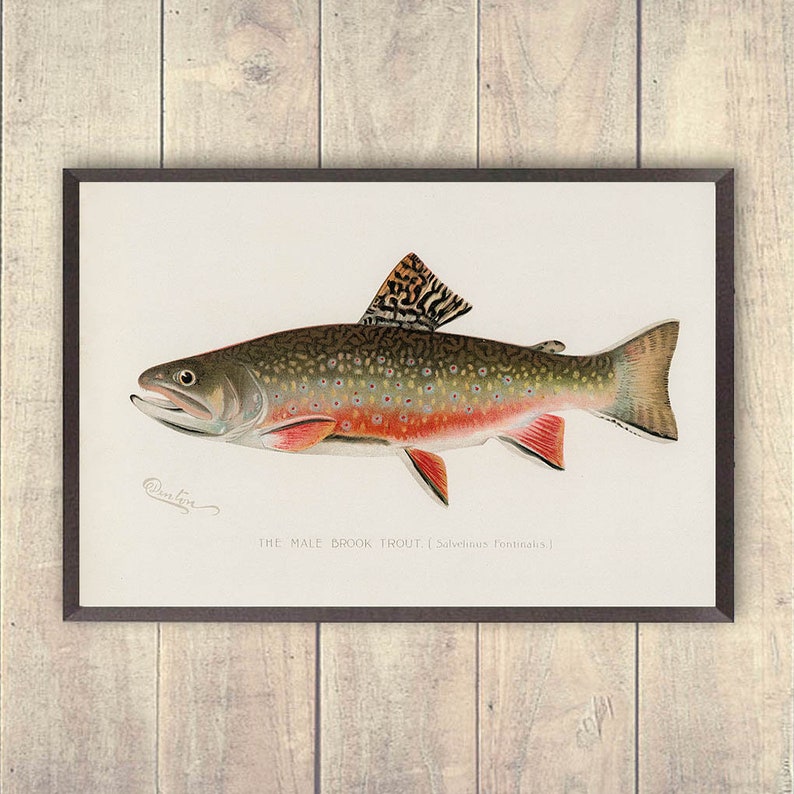 Trout Art Print, Vintage Brook Trout Art Print, Fisherman Prints, Log