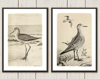 Coastal Bird Art 2 Set, Vintage Shorebirds Art Print, Beach Cottage Prints, Ocean, Sandpiper Wall Art, Coastal decor Prints, Beach home