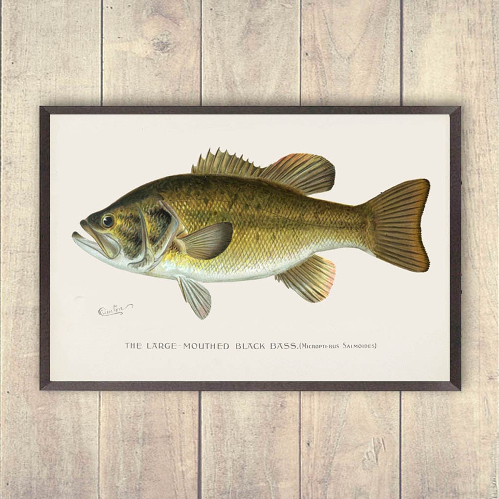 Bass art print, largemouth bass print, game fish art, fisherman prints, lake home art, log home prints, buitenmens decor, verjaardagscadeau,
