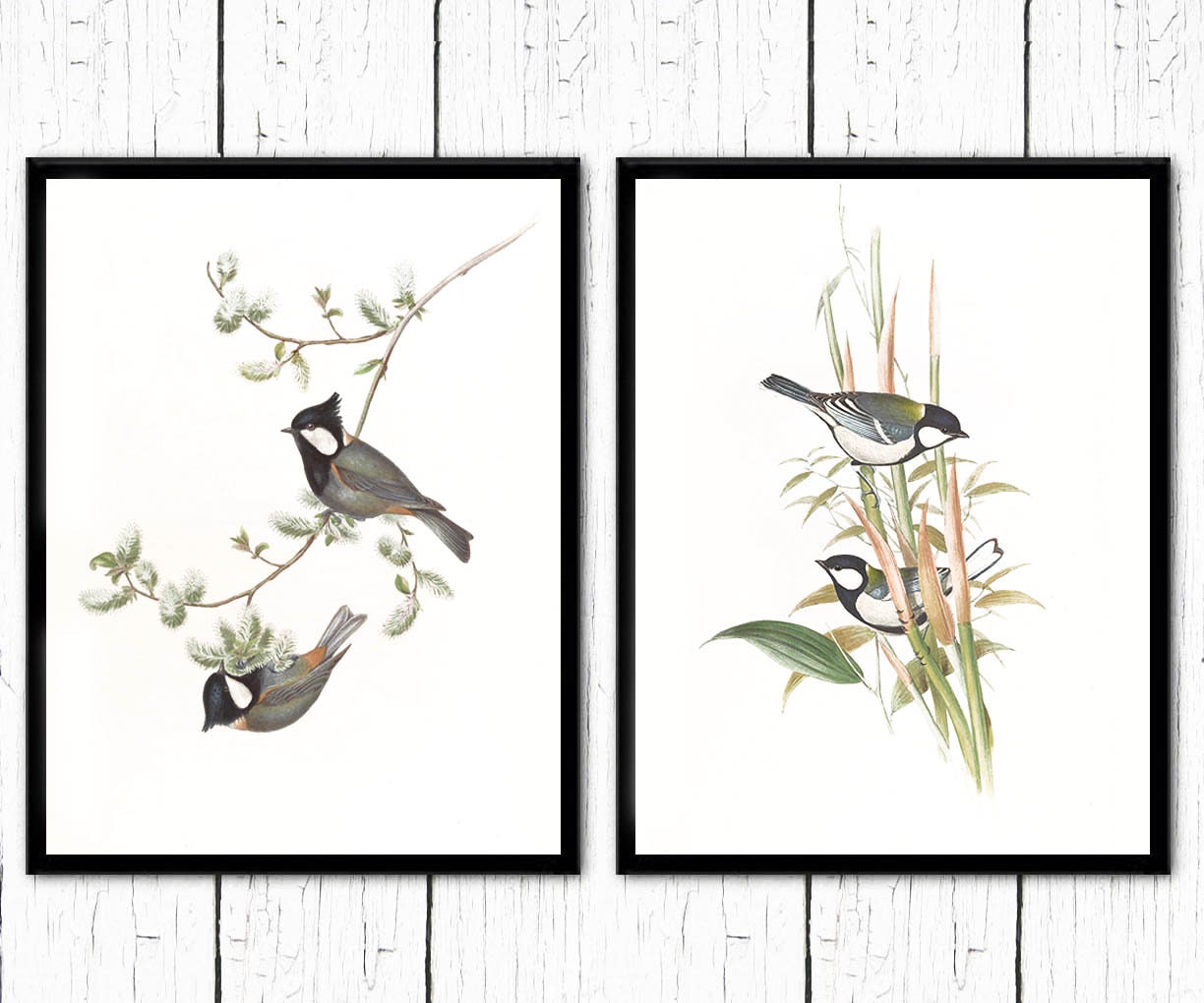 アート・デザイン・音楽 CLASSIC NATURAL HISTORY PRINTS BIRDS Classic Natural History Prints Birds, HCDJ Vintage 1990 1st