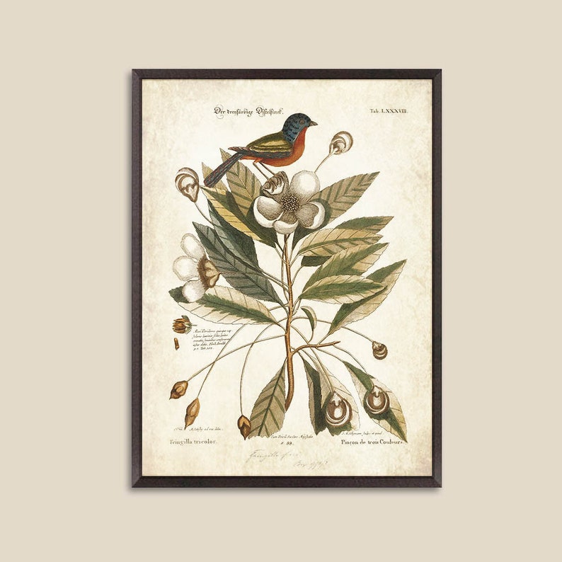 Vintage Bird Botanical Print Set of 2 Bird Prints Botanical | Etsy