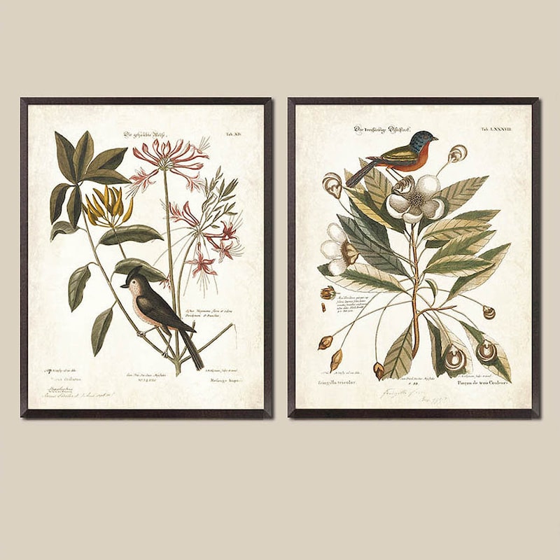 Botanical Prints - Etsy