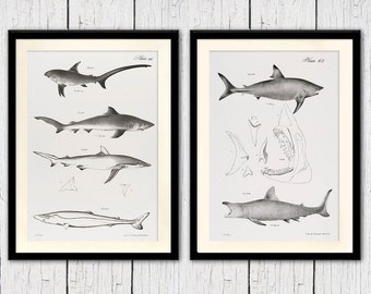 Shark art print two Plus Free Hammerhead Print! vintage shark prints, marine life print sets home decor, beach cottage decor, coastal decor