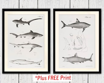Vintage Shark Prints, Coastal Cottage Decor, Plus Free Hammerhead Print