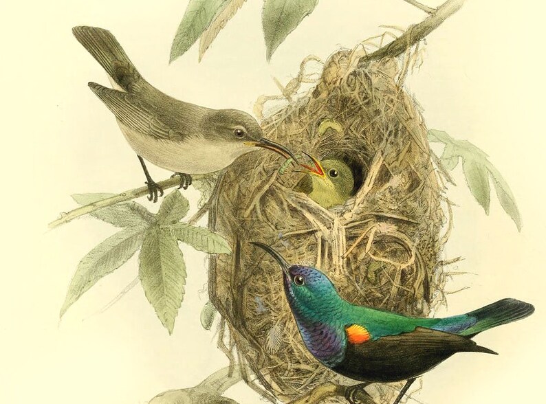 Nest nested routes