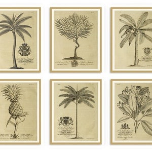 Tropical Botanical prints 6 set. Vintage Tropical, Beach wall decor, Coastal decor, Coat of arms, Island, engravings plants, Palm Tree decor