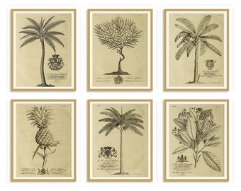 Könnte beinhalten: Sechs gerahmte botanische Drucke mit detaillierten Illustrationen verschiedener Pflanzen, darunter Palmen und eine Ananas. Die Drucke sind in Sepiatönen gehalten und haben eine Vintage-Ästhetik, jeweils mit botanischer Illustration und Text.