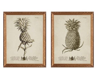 Könnte beinhalten: Zwei gerahmte botanische Drucke mit detaillierten schwarz-weißen Illustrationen von Ananas auf beigem Hintergrund. Jeder Druck enthält verzierte goldene Rahmen und Text am unteren Rand, der sich auf den Herzog von Richmond und Prinz Charles bezieht.