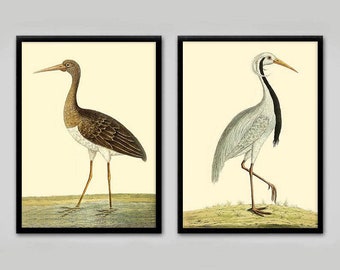 2 Vintage Bird prints, Heron and Crane, wall art birds, bird lover gift, shore birds, coastal decor, great gift. Nature prints.