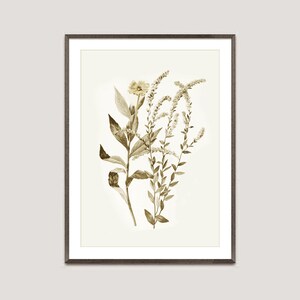 Vintage Botanical print, neutral botanicals, Fern plant print, Floral Art, Housewarming gift, neutral home decor