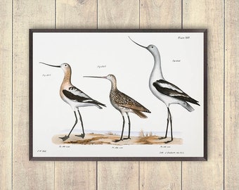 Coastal Bird Art, Vintage Shorebirds Art Print, Beach Cottage Prints, Ocean, Sandpiper Wall Art, Coastal decor Prints, Beach home prints