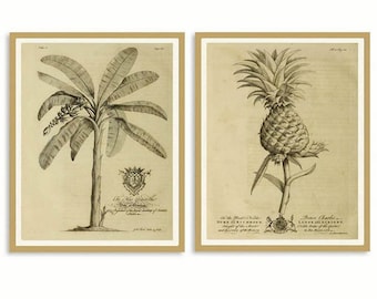 Könnte beinhalten: Zwei Vintage- botanische Drucke mit einem Bananenbaum und einer Ananas. Die Drucke sind in Schwarzweiß und haben einen braunen Hintergrund. Die Drucke sind in einem hellbraunen Rahmen gerahmt.
