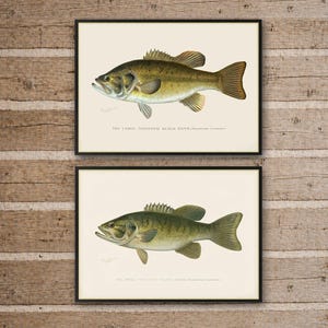 May include: Two framed vintage fish prints. The top print features a large-mouthed black bass in shades of green and gold. The bottom print shows a small-mouthed black bass in similar colors. Both prints have text at the bottom.