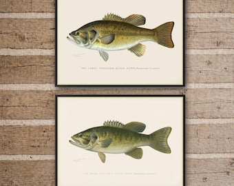 Láminas de arte vintage sobre pesca de lubina, lubina de boca grande y pequeña, regalo para pescadores