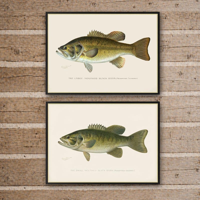 Fishing Print Large Mouth - Etsy