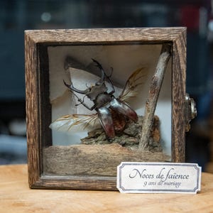 Può includere: Una teca in legno marrone scuro contenente un cervo volante preservato con le ali spiegate, montato su un pezzo di corteccia e un rametto. Un'etichetta rettangolare in carta sul davanti riporta la scritta "Noces de faïence 9 ans de mariage".