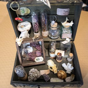 Puede incluir: Una vitrina de madera oscura que contiene una colección de curiosidades naturales, incluyendo viales de vidrio con flores secas, especímenes de insectos, pequeños cráneos de animales, una concha de caracol, coral blanco y etiquetas de papel.