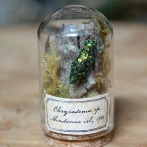 Glass cloche with cork base with real Chrysodema iridescent green insect, Cabinet of curiosities globe dome, Entomolgy decor