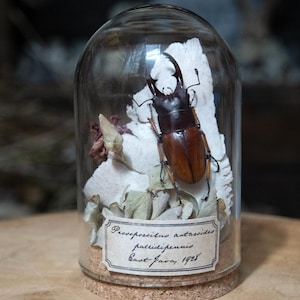 Peut inclure: Un spécimen de lucane présenté sous une cloche en verre avec une base en liège. Le coléoptère est monté sur un morceau de bois blanc texturé avec des feuilles séchées. Une étiquette en papier porte l'inscription Prosopocoilus antacoides pallidipennis East Java, 1928.