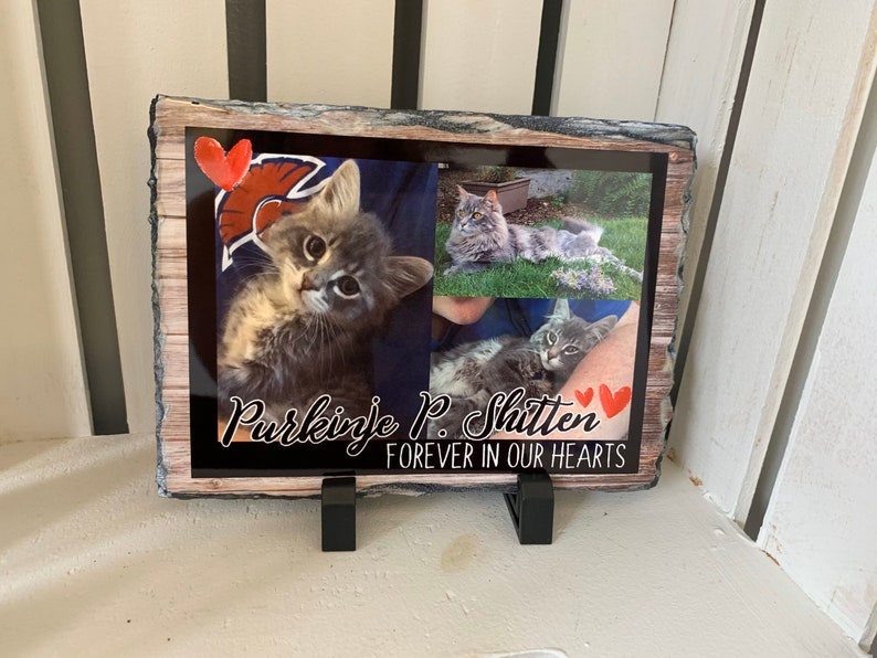May include: A black slate plaque with a woodgrain background and three photos of a cat. The plaque has the text "Purkinje P. Shitten Forever in Our Hearts" and two red hearts.