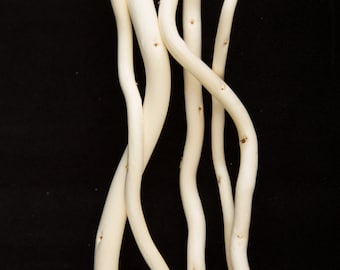 Natural  White Curly Willow Branches