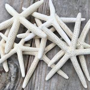 Estrella de mar de lápiz natural blanca para decoración de playa o náutica, estrella de mar de lápiz de 4 a 6 pulgadas para bodas o suministros de artesanía para decoración del hogar