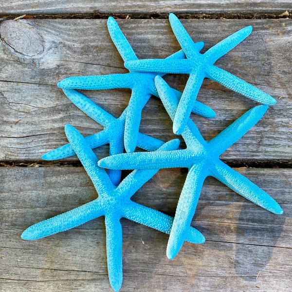 Turquoise Natural Pencil Starfish for Beach or Nautical Decor, 4"-6" Pencil Starfish for Wedding or Home Decor Craft Supplies