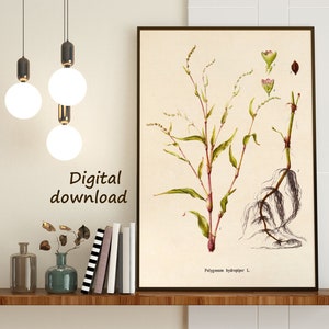 Printable Vintage Botanical Print Digital Download Home Decor - Etsy