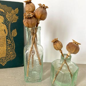 Puede incluir: Dos botellas de vidrio antiguas, una rectangular y otra hexagonal, cada una con cabezas de semillas de amapola secas. Las botellas son transparentes con un ligero tinte verde. La botella rectangular tiene el texto "Elder Flower Fruit Juice".