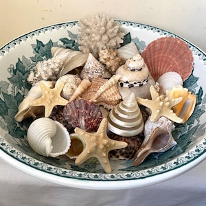May include: A white ceramic bowl with a green leafy pattern around the rim, filled with a variety of seashells, including starfish, spiral shells, and clam shells.