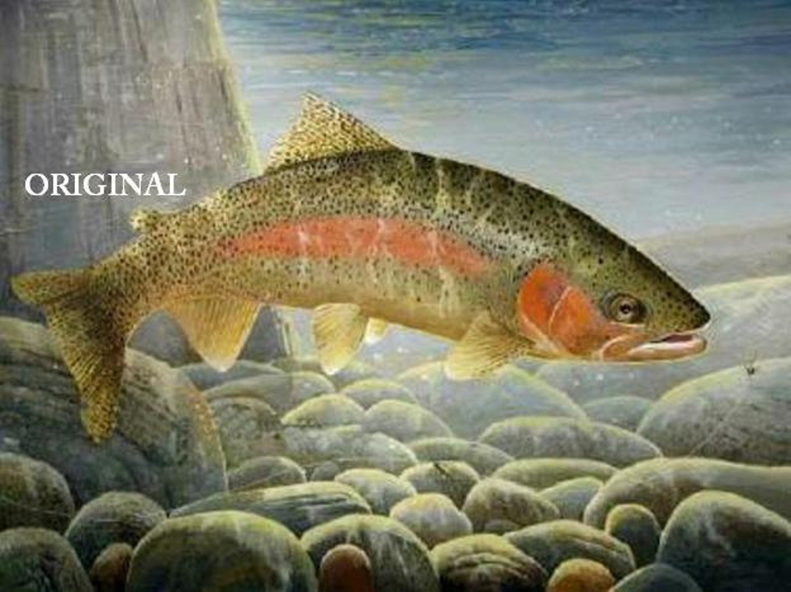 Rainbow Trout 1... Counted Cross Stitch Pattern Computer Etsy