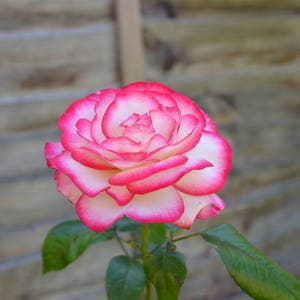 Op de afbeelding: Een enkele witte roos met roze randen bloeit tegen een houten achtergrond. De roos heeft een delicate, gelaagde uitstraling en staat in volle bloei.