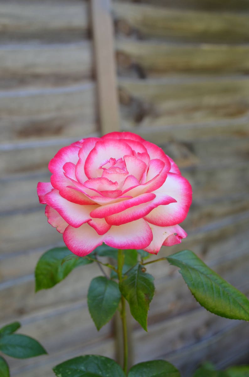 Op de afbeelding: Een enkele witte roos met roze randen bloeit tegen een houten achtergrond. De roos heeft een delicate, gelaagde uitstraling en staat in volle bloei.