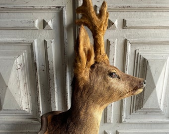 Antique French taxidermy juvenile buck deer's head, curiosity wall mounted "chasse" hunting trophy, authentic display, collector's item