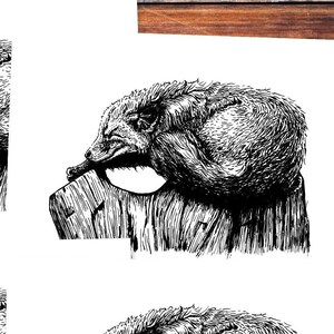 Cartes postales (5 pièces): Sleeping Fox
