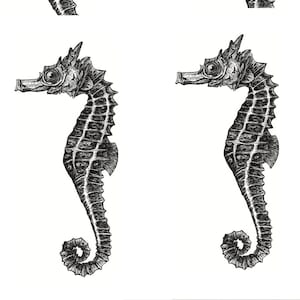 Postkarten 5 Pieces: Seahorse image 1