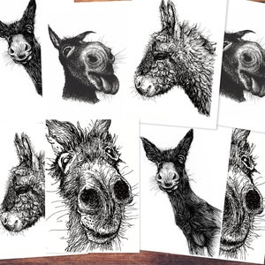 Postcard set (8 pieces): Donkey