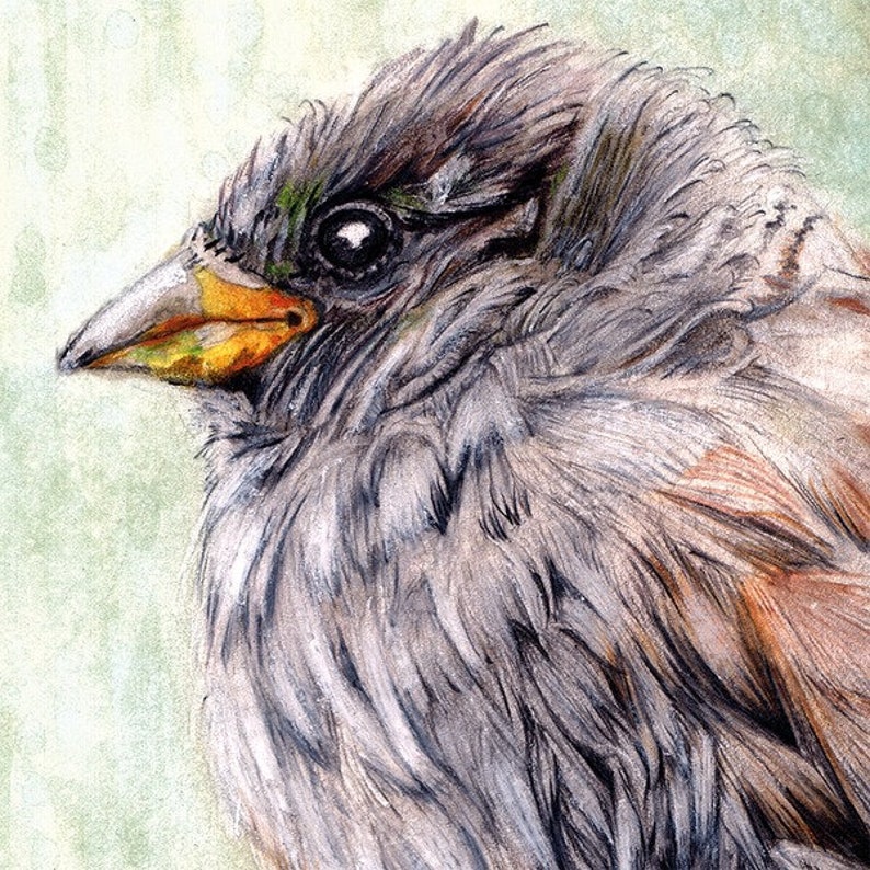 Digital print A4: Small Sparrow image 2