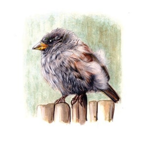 Digital print A4: Small Sparrow image 4